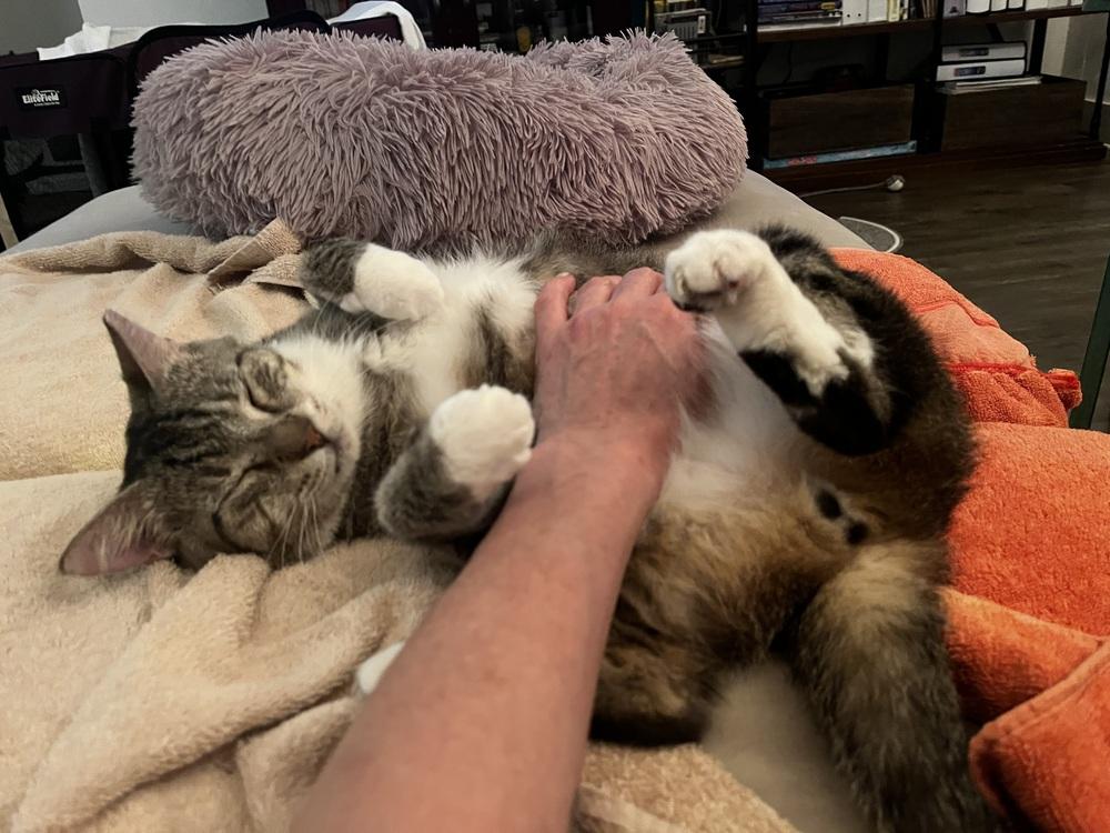 Pops, Adoptable, Adult Male Tabby.