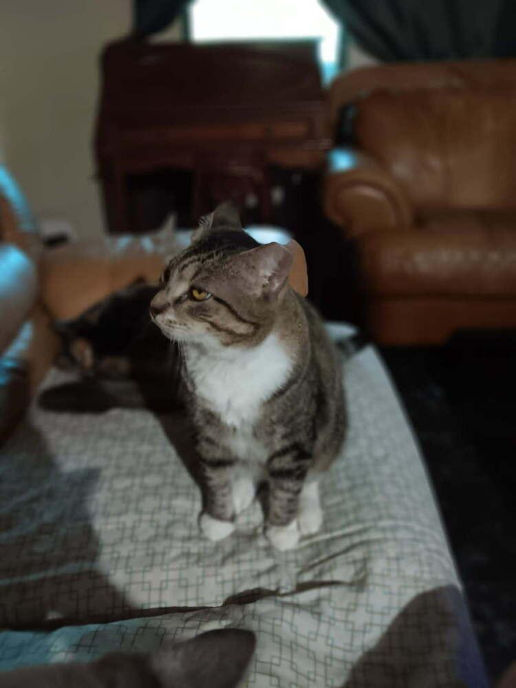 Enlarge Pops, a Adoptable Tabby in Saint Augustine, FL image 1/3