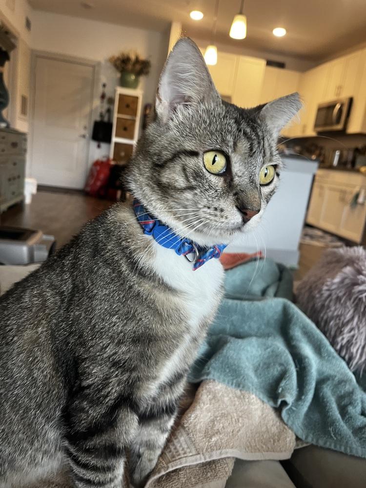 Enlarge Pops, a Adoptable Tabby in Saint Augustine, FL image 2/5