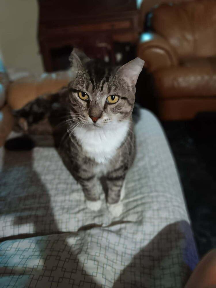 Enlarge Pops, a Adoptable Tabby in Saint Augustine, FL image 2/3