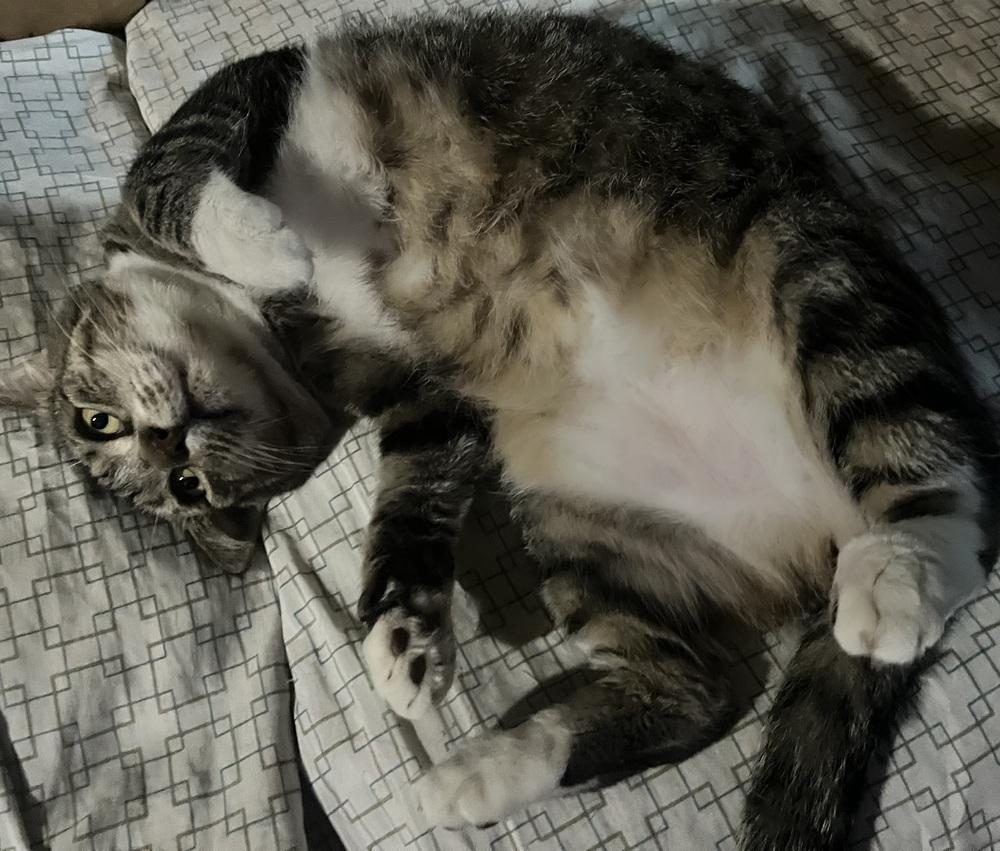 Enlarge Pops, a Adoptable Tabby in Saint Augustine, FL image 3/3