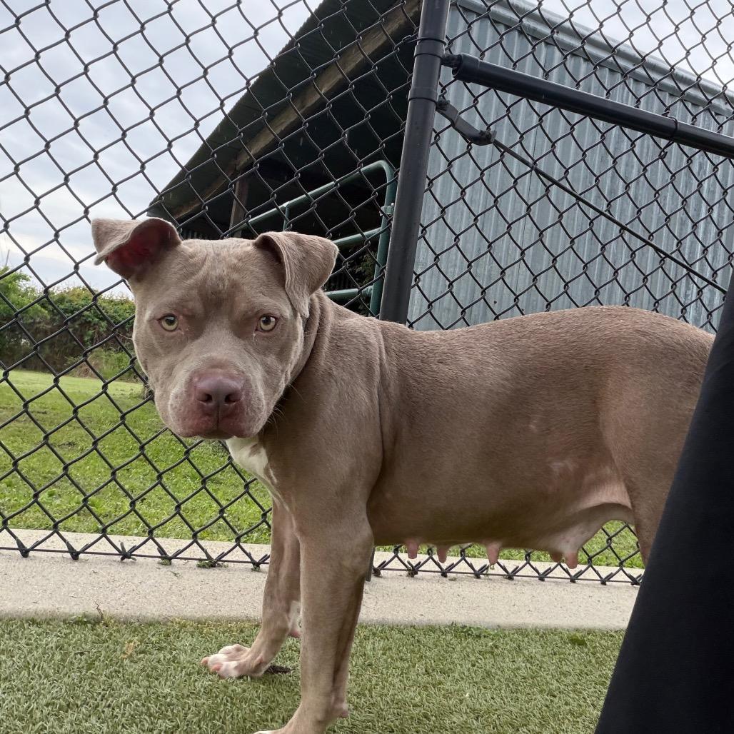 Bebe, Adoptable, Adult Female Pit Bull Terrier.