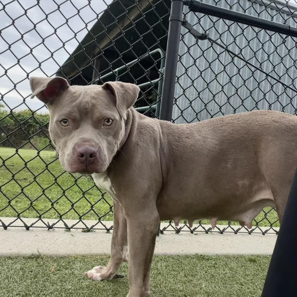 Enlarge Bebe, a Adoptable Pit Bull Terrier in Bryan, TX image 2/5