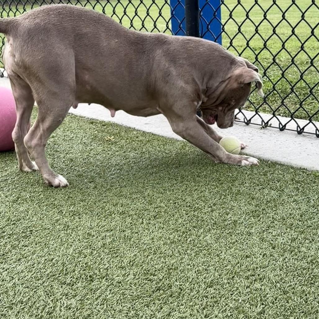 Enlarge Bebe, a Adoptable Pit Bull Terrier in Bryan, TX image 3/5