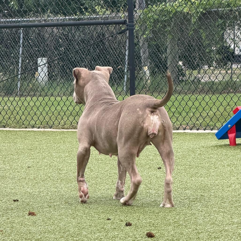 Enlarge Bebe, a Adoptable Pit Bull Terrier in Bryan, TX image 4/5