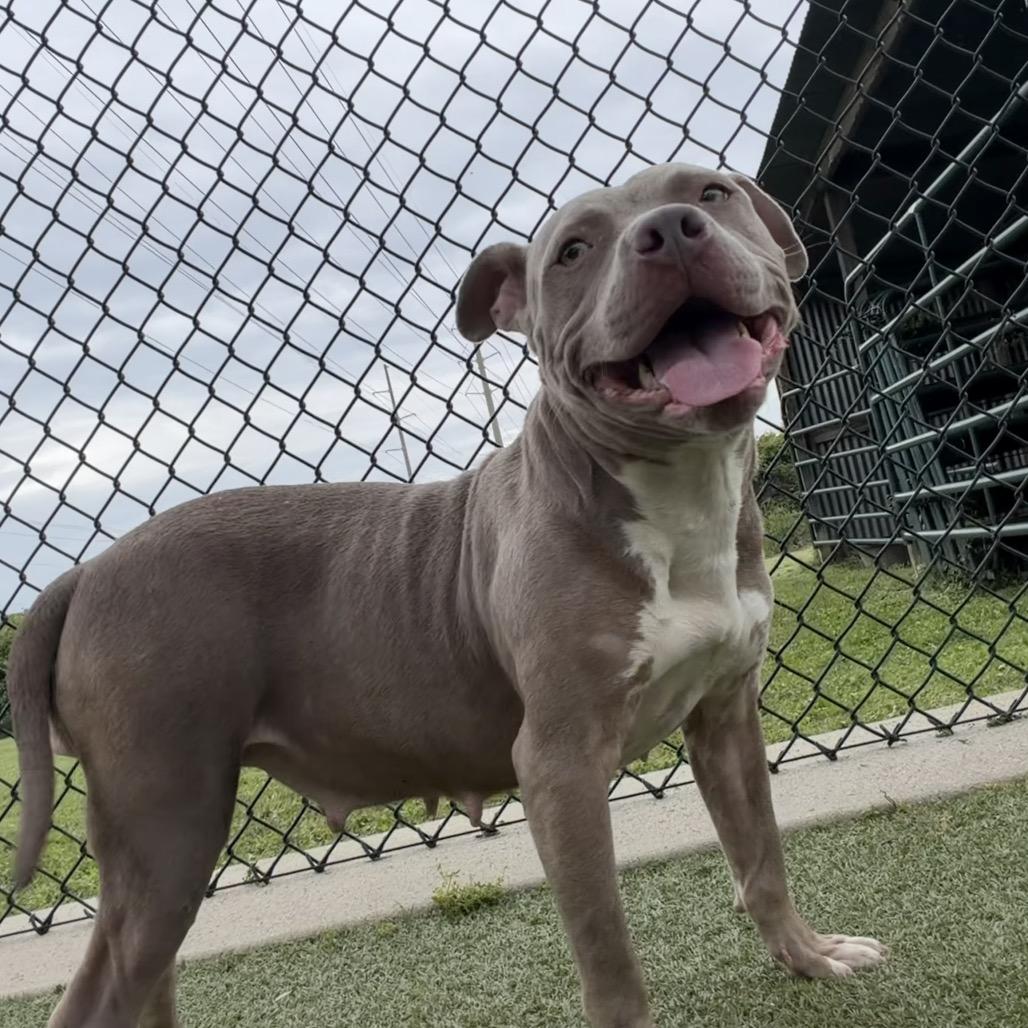 Enlarge Bebe, a Adoptable Pit Bull Terrier in Bryan, TX image 5/5