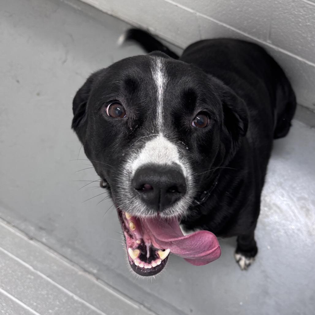 Chocolate Lava Cake, Adoptable, Adult Male Black Labrador Retriever & Pit Bull Terrier.