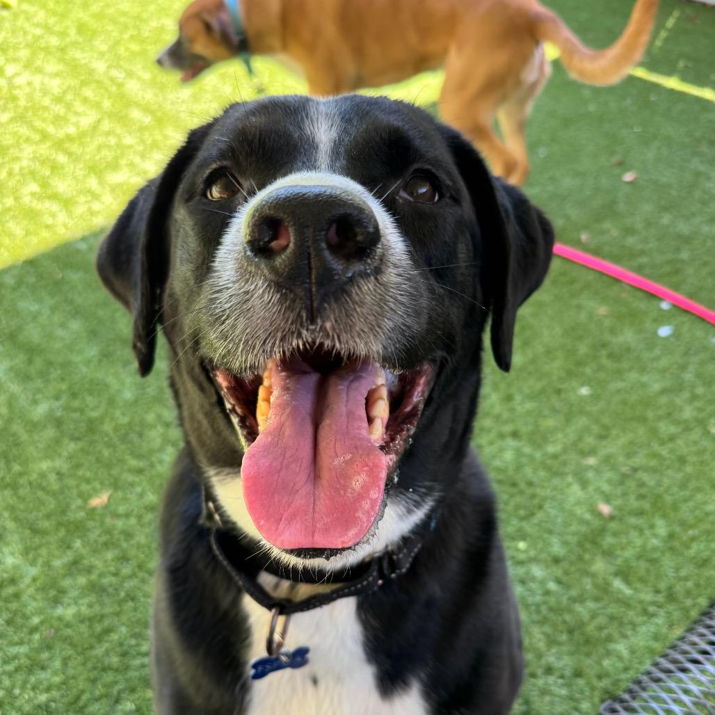 Enlarge Chocolate Lava Cake, a Adoptable mixed breed in San Francisco, CA image 2/3