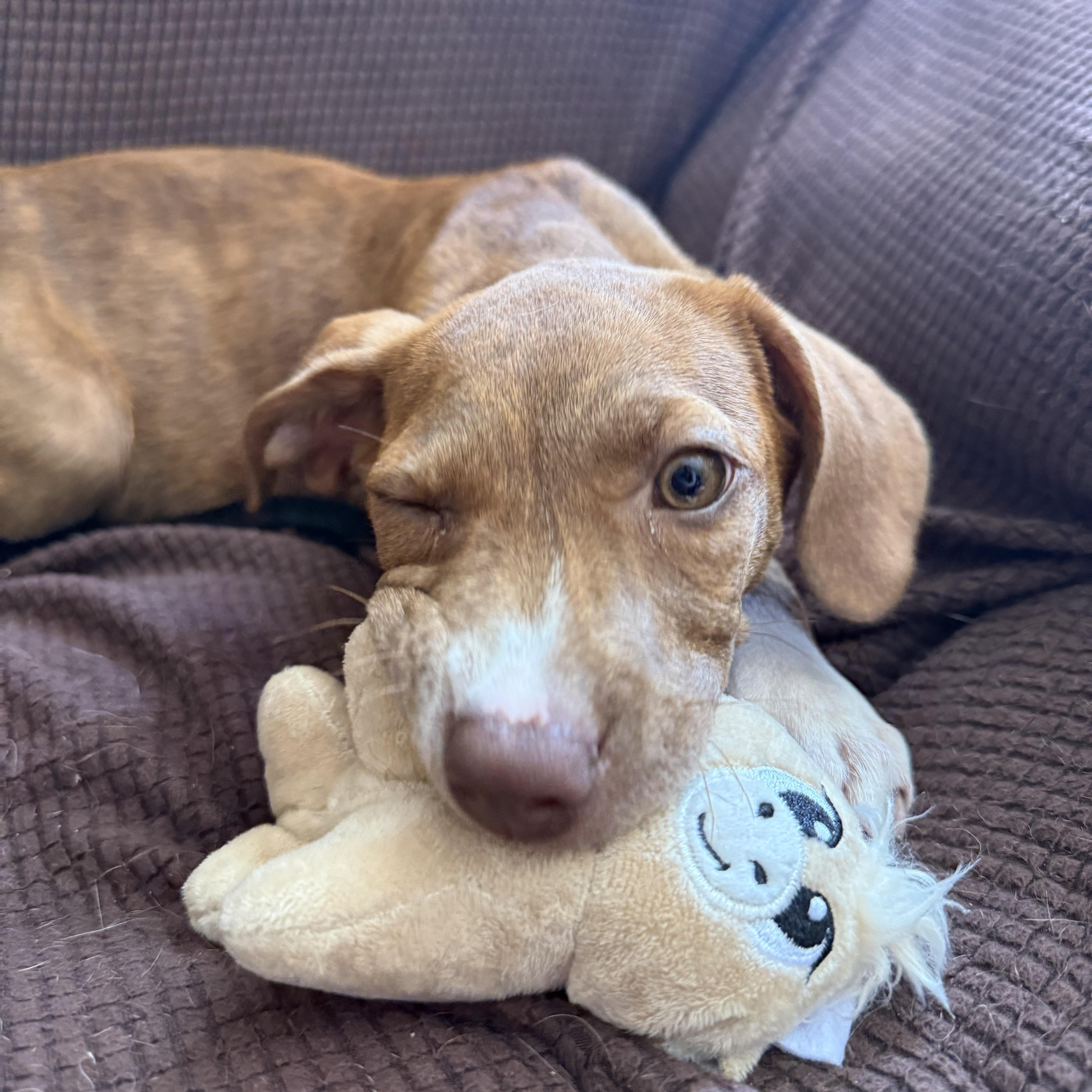 June, ADOPTABLE, Puppy Female Hound.