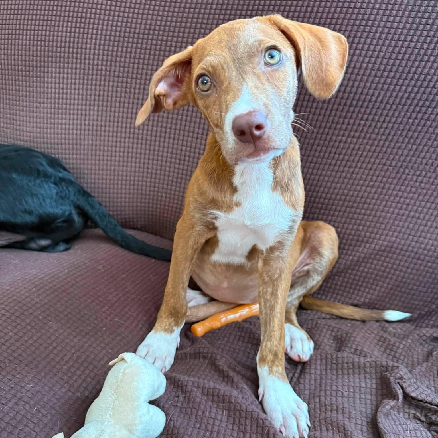 June, a ADOPTABLE Hound in Palm Bay, FL image 4/4