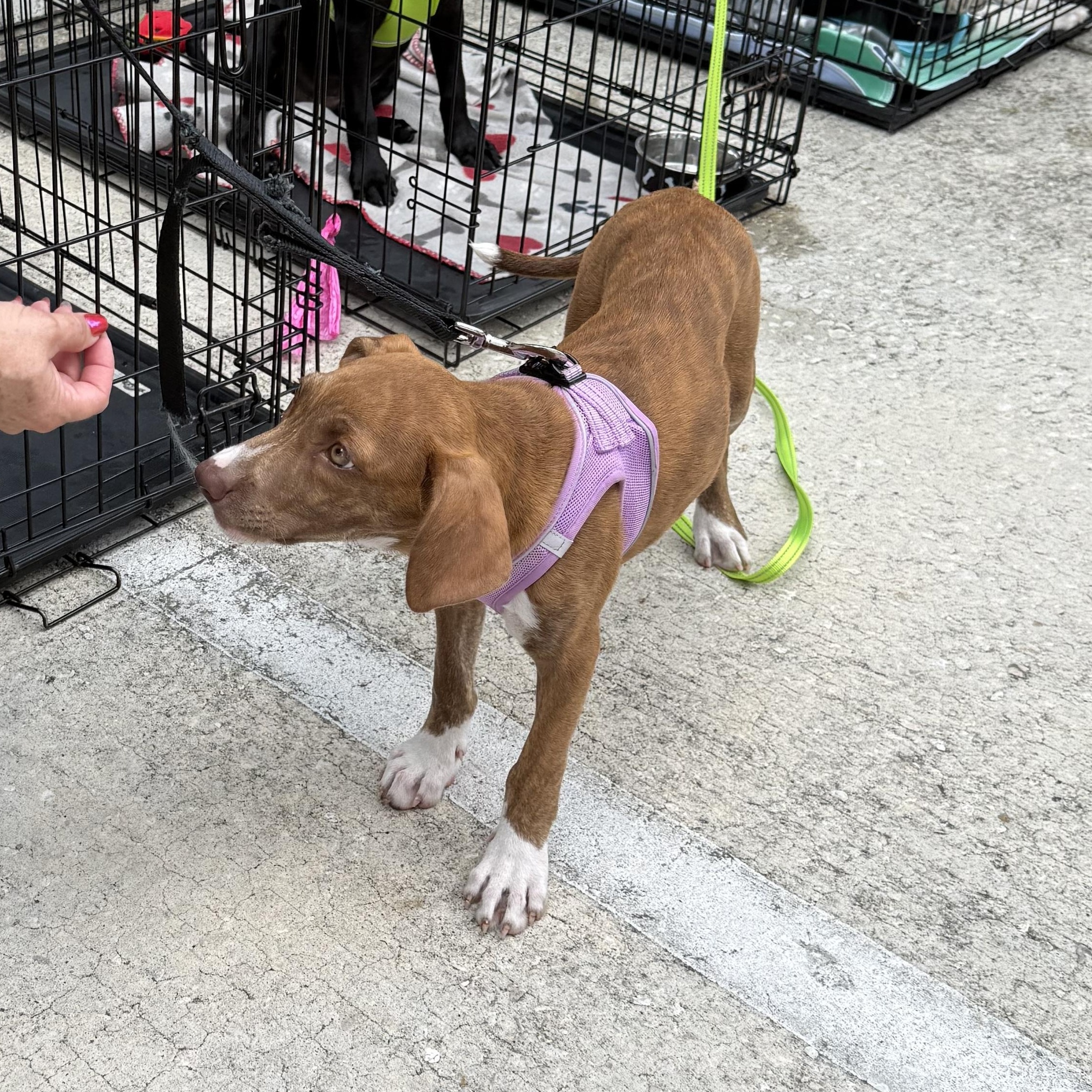 June, a ADOPTABLE Hound in Palm Bay, FL image 2/4
