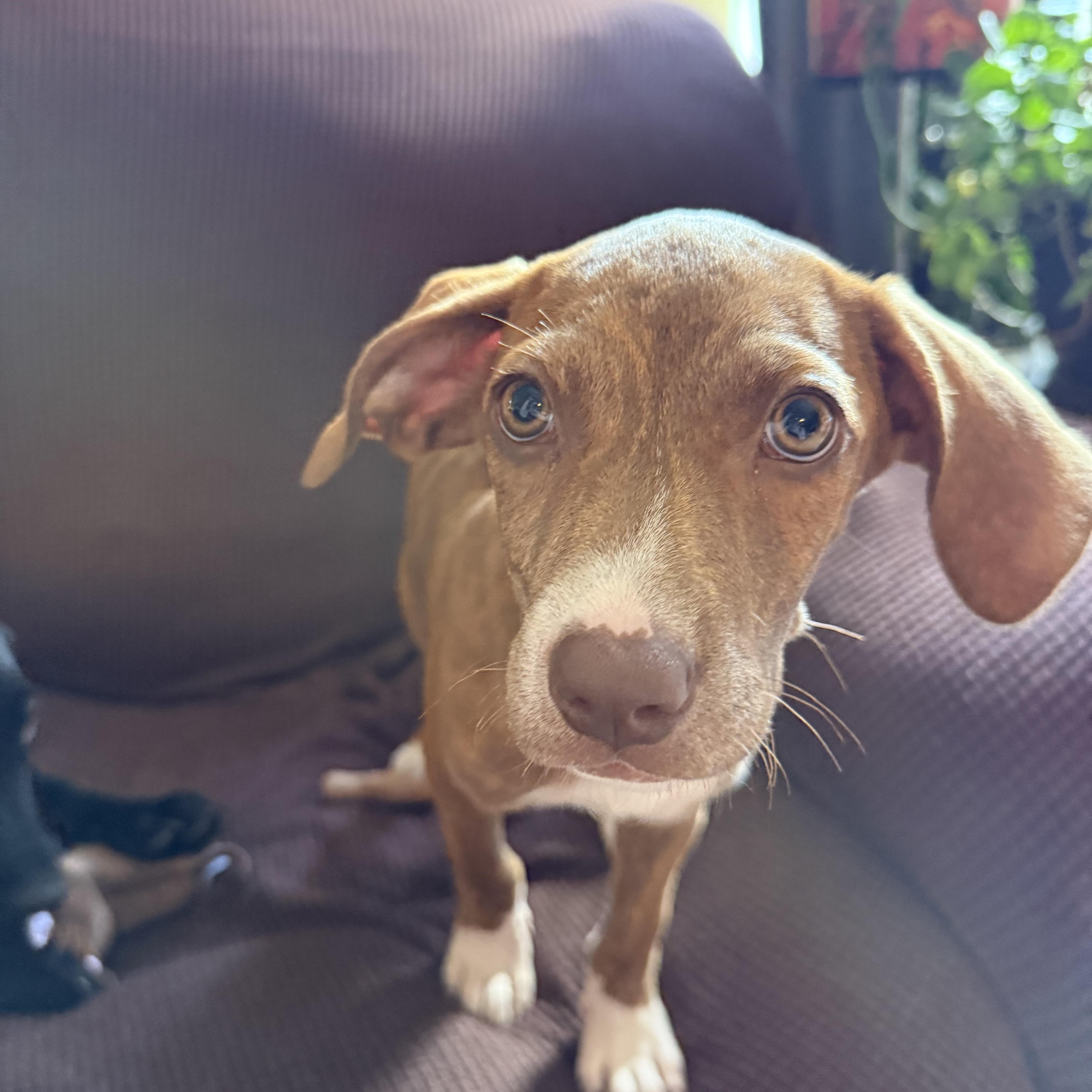 June, a ADOPTABLE Hound in Palm Bay, FL image 3/4