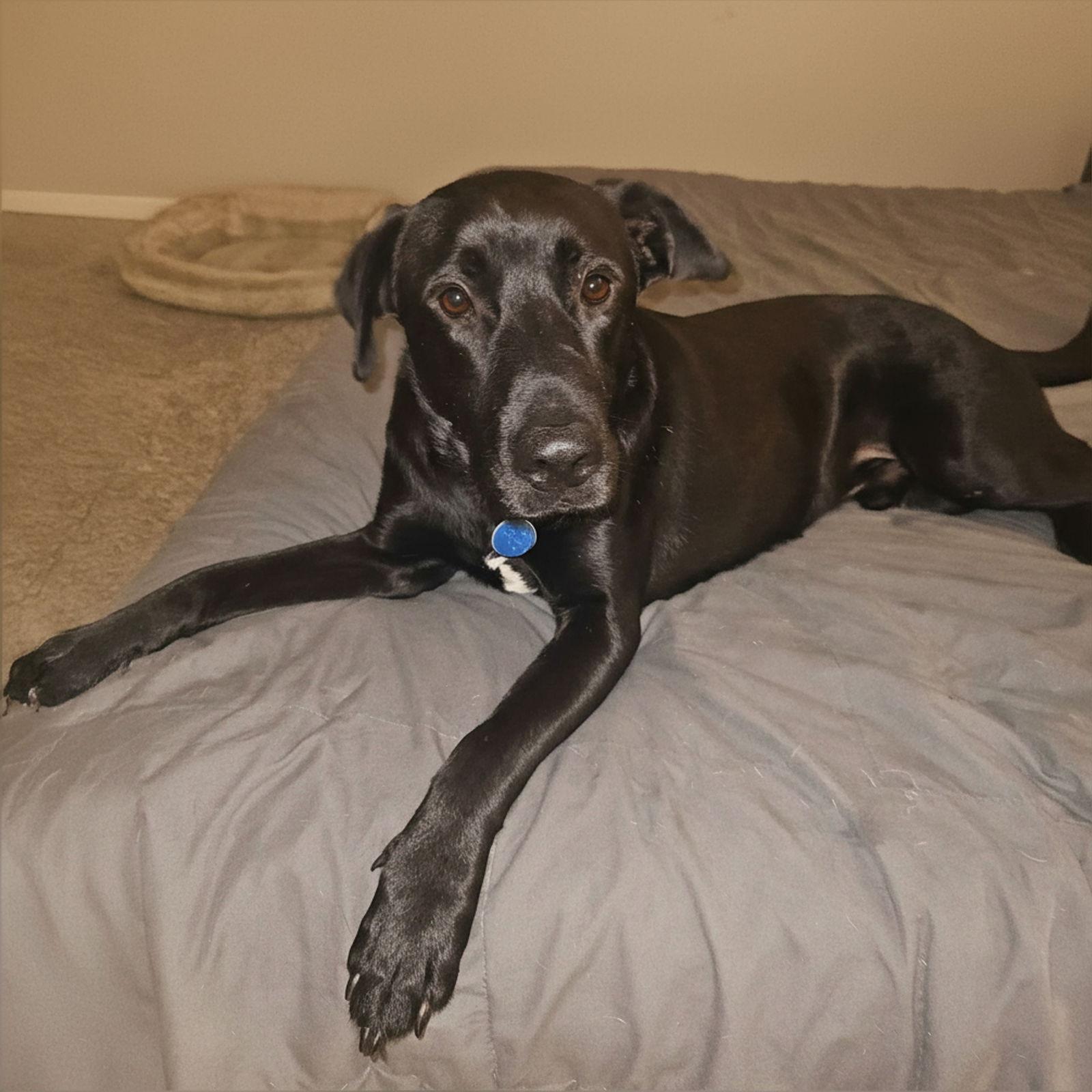 Enlarge Maverick, a Adopted mixed breed in Woodbridge, CT image 1/3