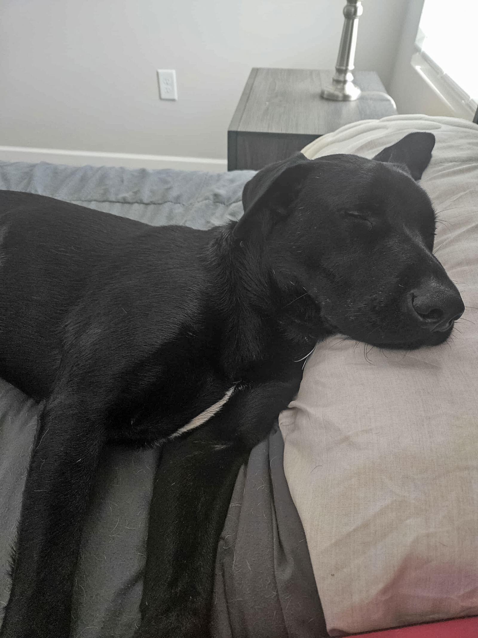 Enlarge Maverick, a Adopted mixed breed in Woodbridge, CT image 2/3