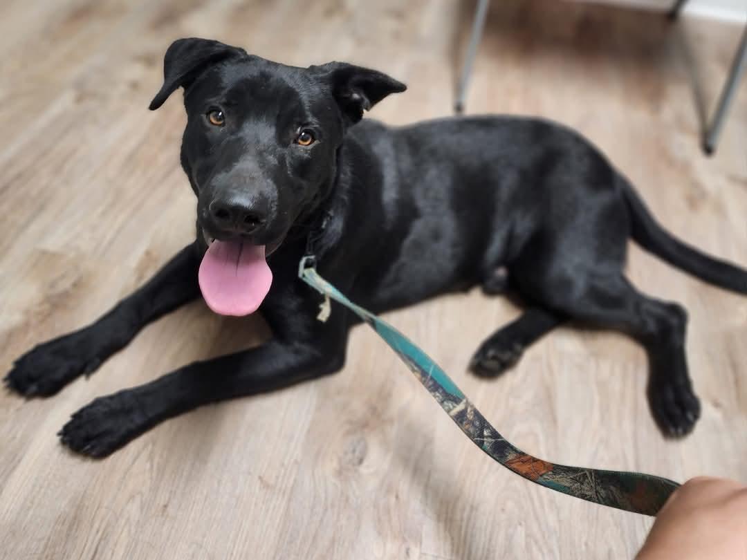 Enlarge Maverick, a Adopted mixed breed in Woodbridge, CT image 3/3