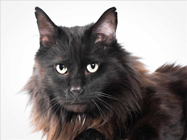MORLUN, Adoptable, Adult Male Domestic Long Hair.