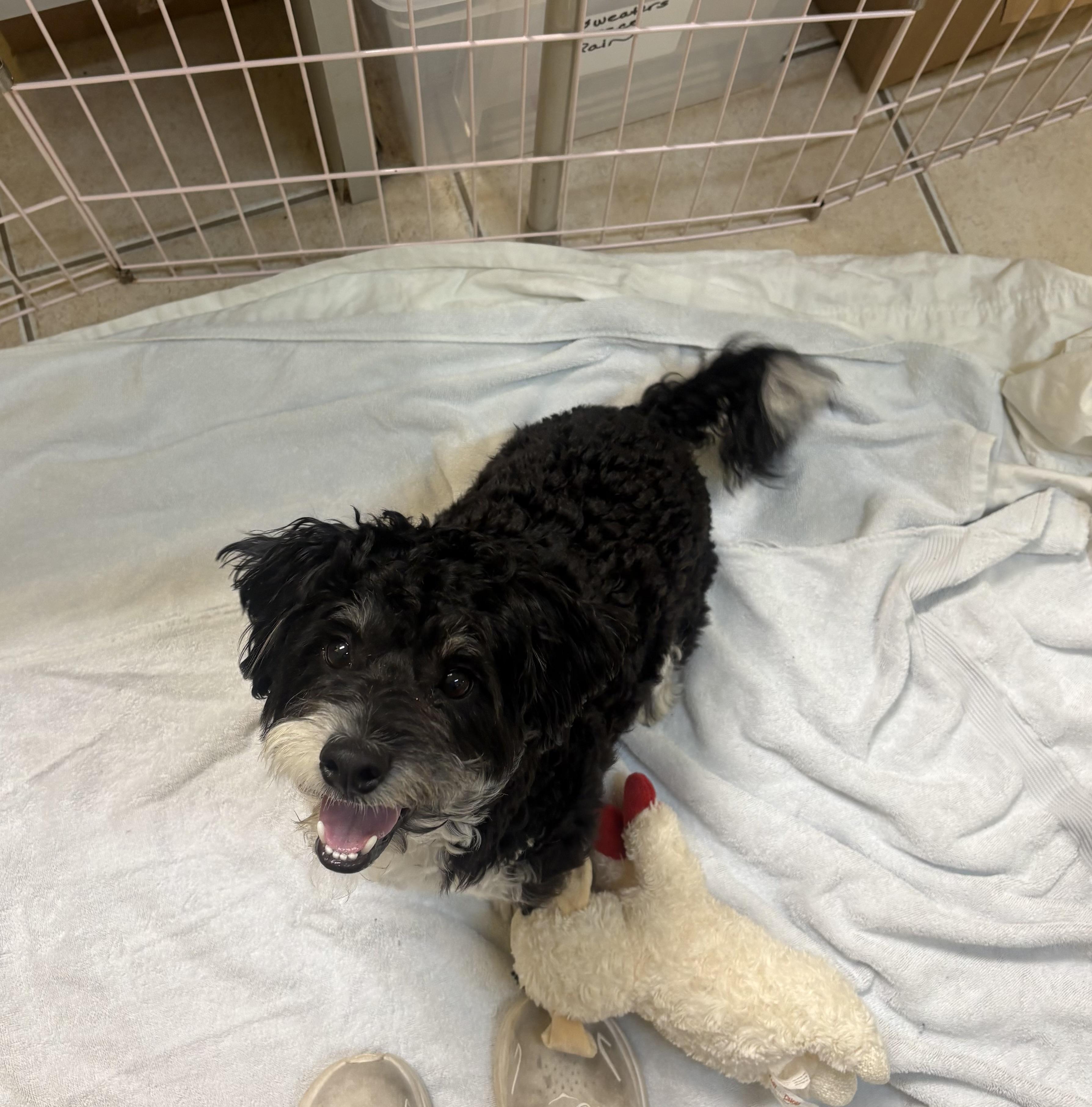 Enlarge Oreo Cookie, an adopted Poodle in Boca Raton, FL image 1/1