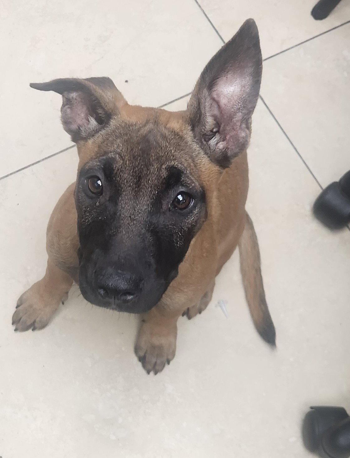 Mya, Adopted, Puppy Female Belgian Shepherd / Malinois.
