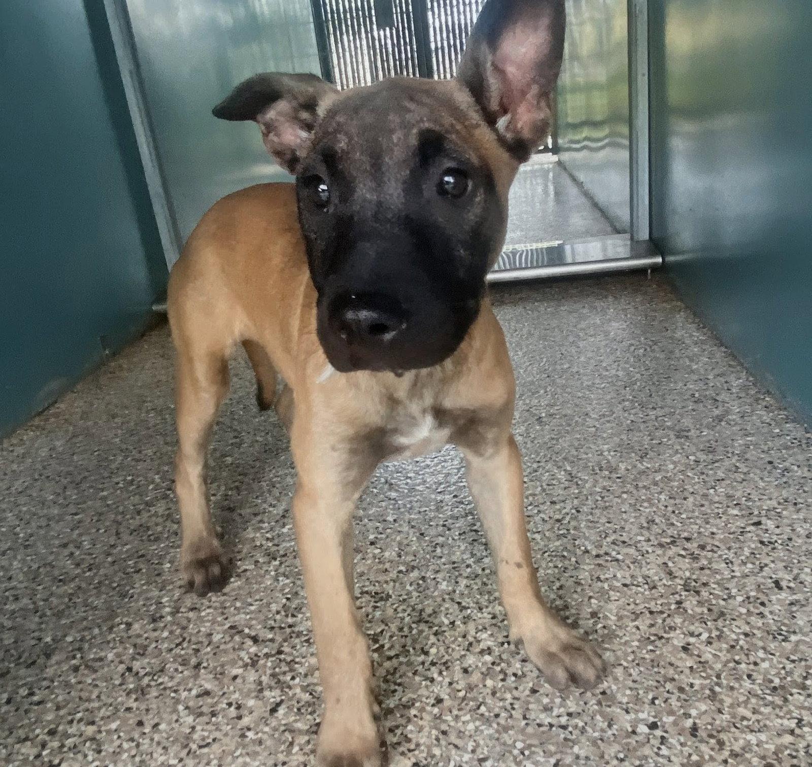 Enlarge Mya, a Adopted Belgian Shepherd / Malinois in Oakland Park, FL image 2/2