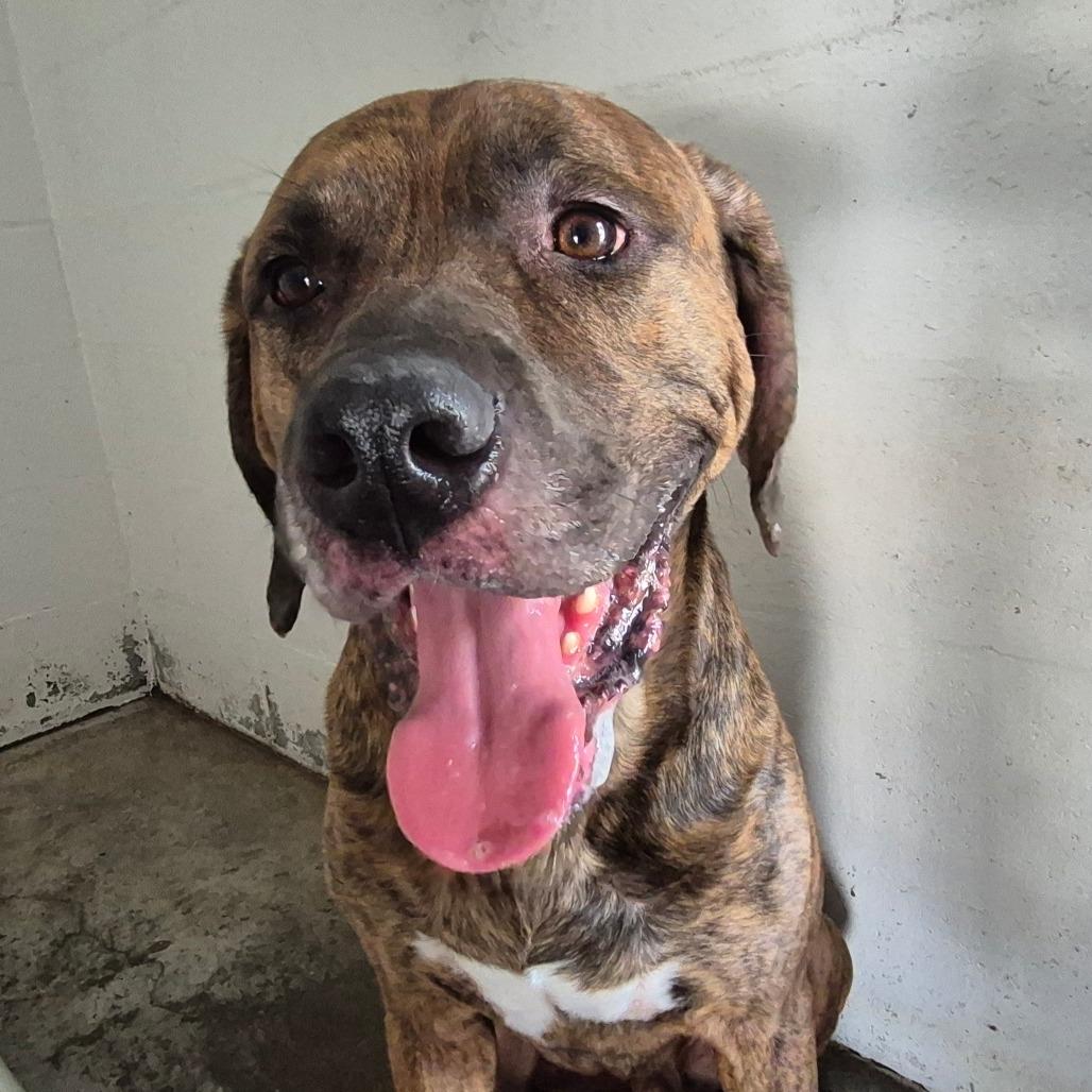 Hank, Adoptable, Adult Male Mixed Breed.