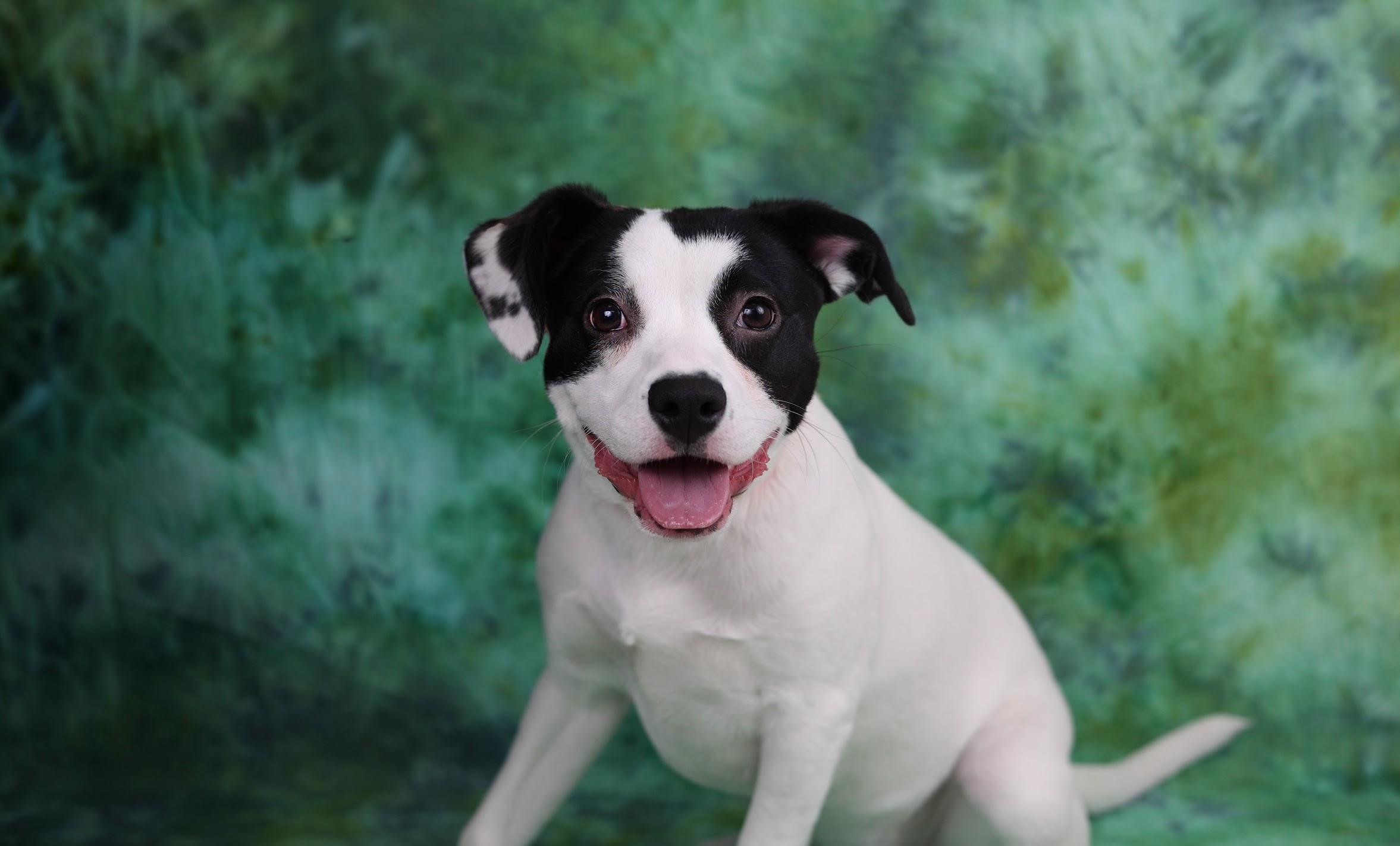 Daisy, ADOPTABLE, Puppy Female Australian Cattle Dog / Blue Heeler & Terrier.