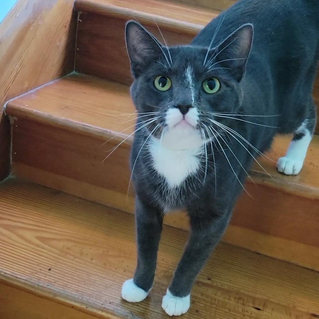 Oliver Twist, Adoptable, Adult Male Domestic Short Hair.