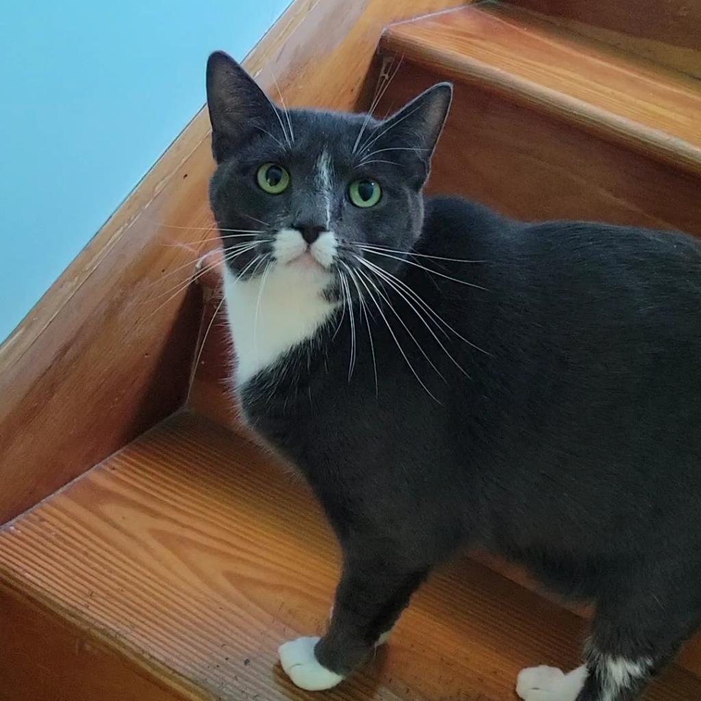 Enlarge Oliver Twist, a Adoptable Domestic Short Hair in Brimfield, MA image 2/5