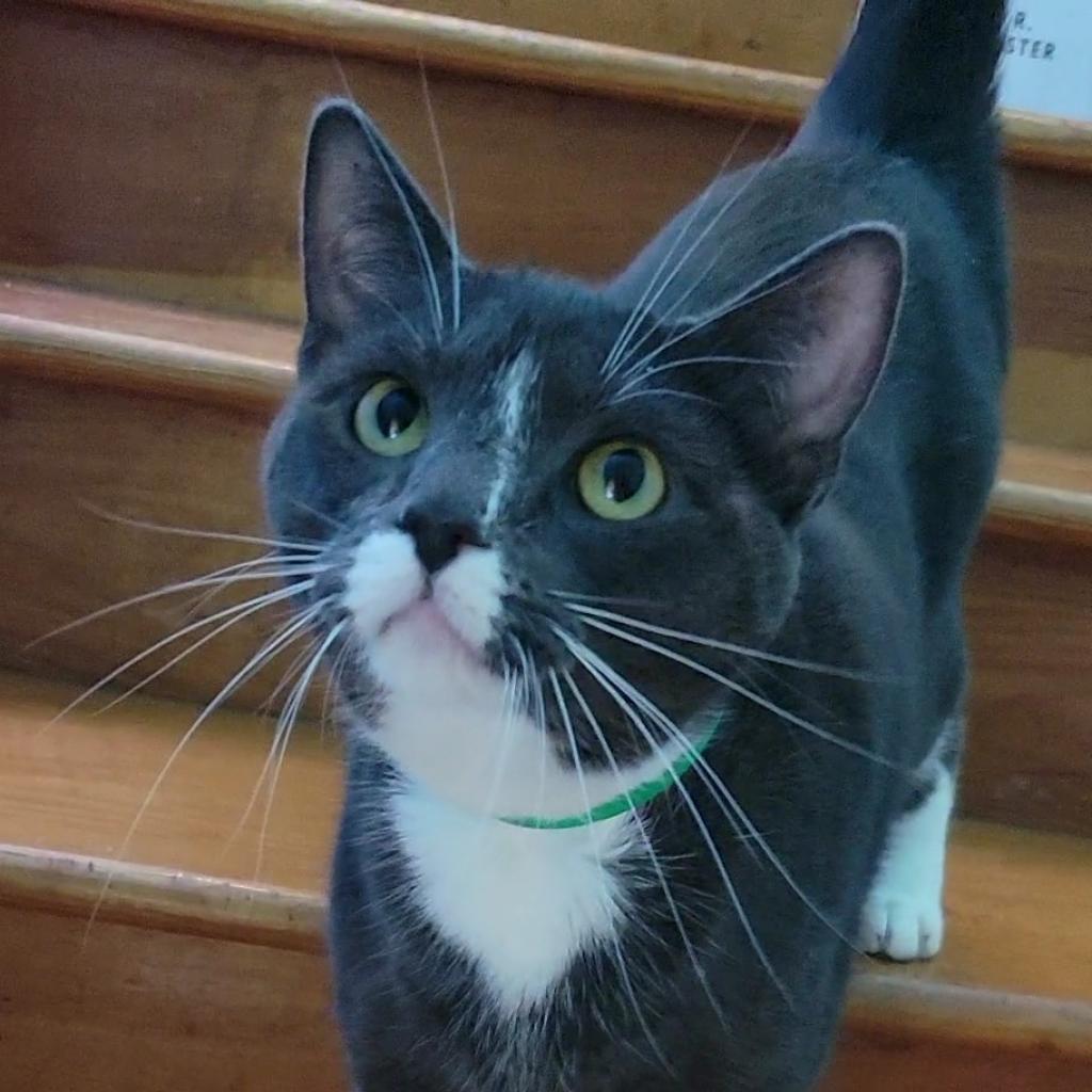 Enlarge Oliver Twist, a Adoptable Domestic Short Hair in Brimfield, MA image 3/5