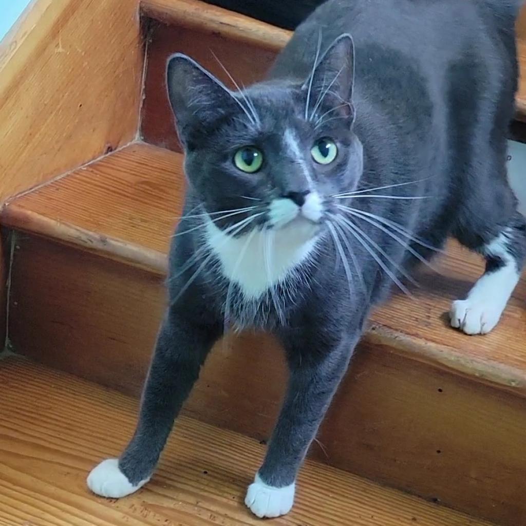 Enlarge Oliver Twist, a Adoptable Domestic Short Hair in Brimfield, MA image 4/5