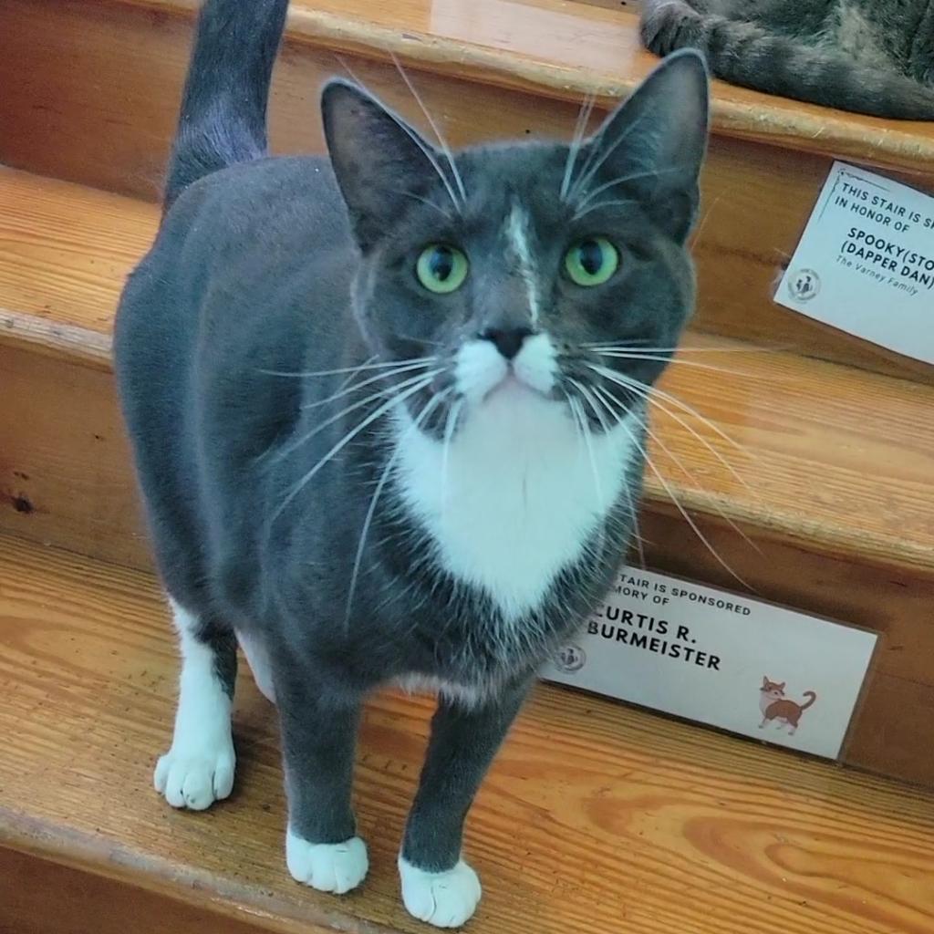 Enlarge Oliver Twist, a Adoptable Domestic Short Hair in Brimfield, MA image 5/5