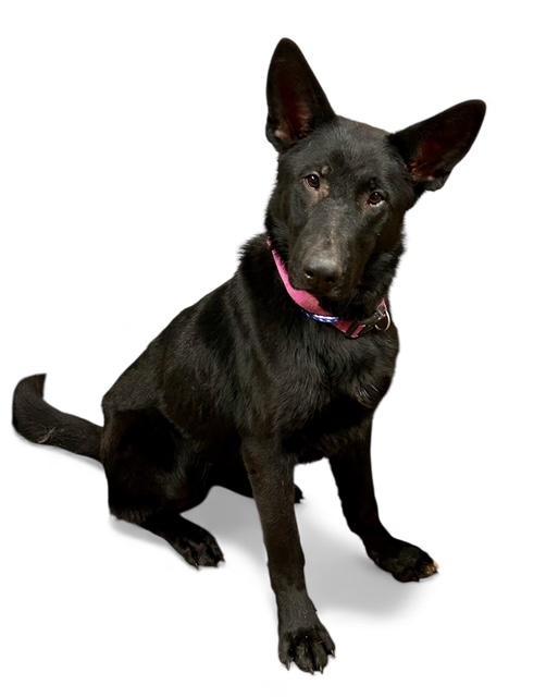 Ace, ADOPTABLE, Adult Male German Shepherd Dog.