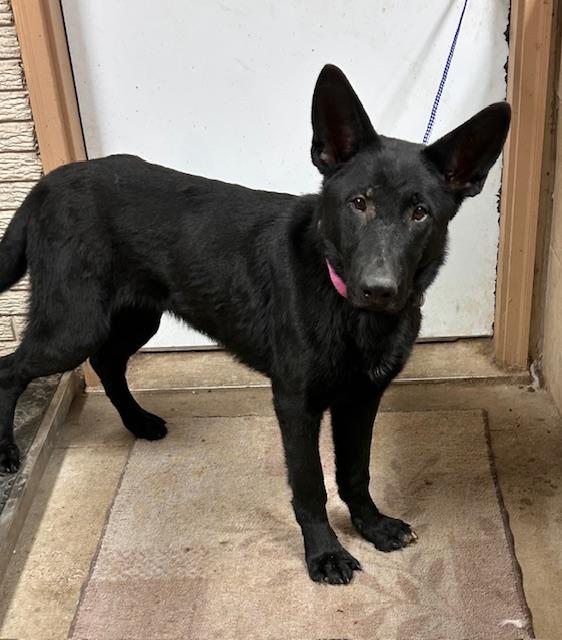 Enlarge Ace, a ADOPTABLE German Shepherd Dog in Denison, IA image 2/3