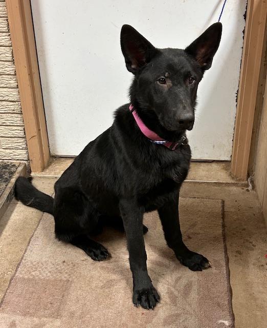 Enlarge Ace, a ADOPTABLE German Shepherd Dog in Denison, IA image 3/3