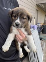 Enlarge Caleb, a Adoptable mixed breed in Madras, OR image 1/1