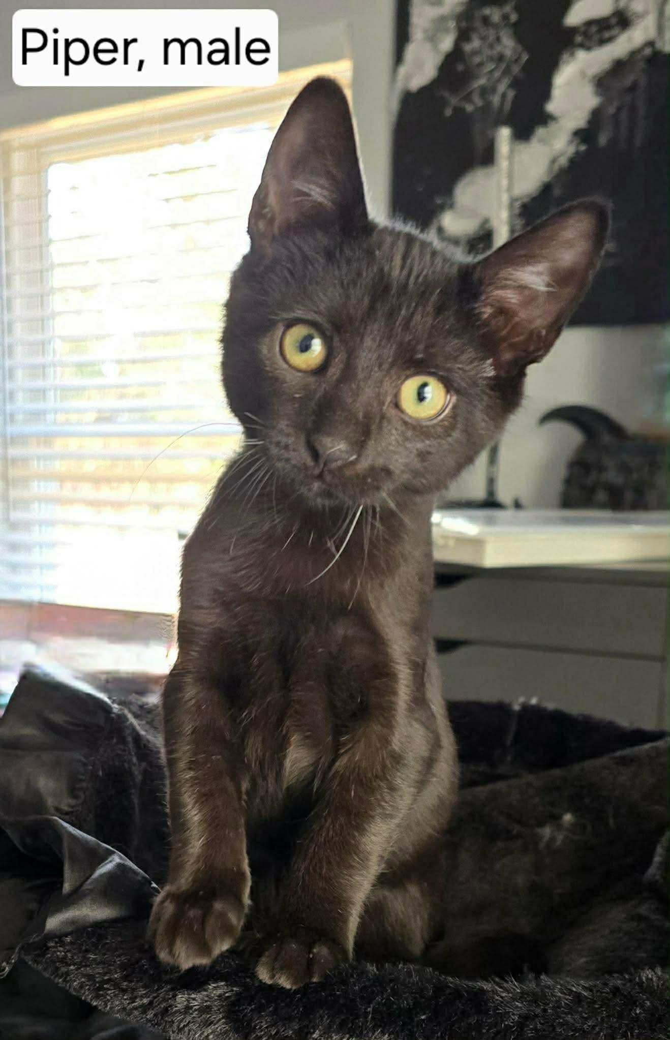 Piper, ADOPTABLE, Kitten Male Domestic Short Hair.