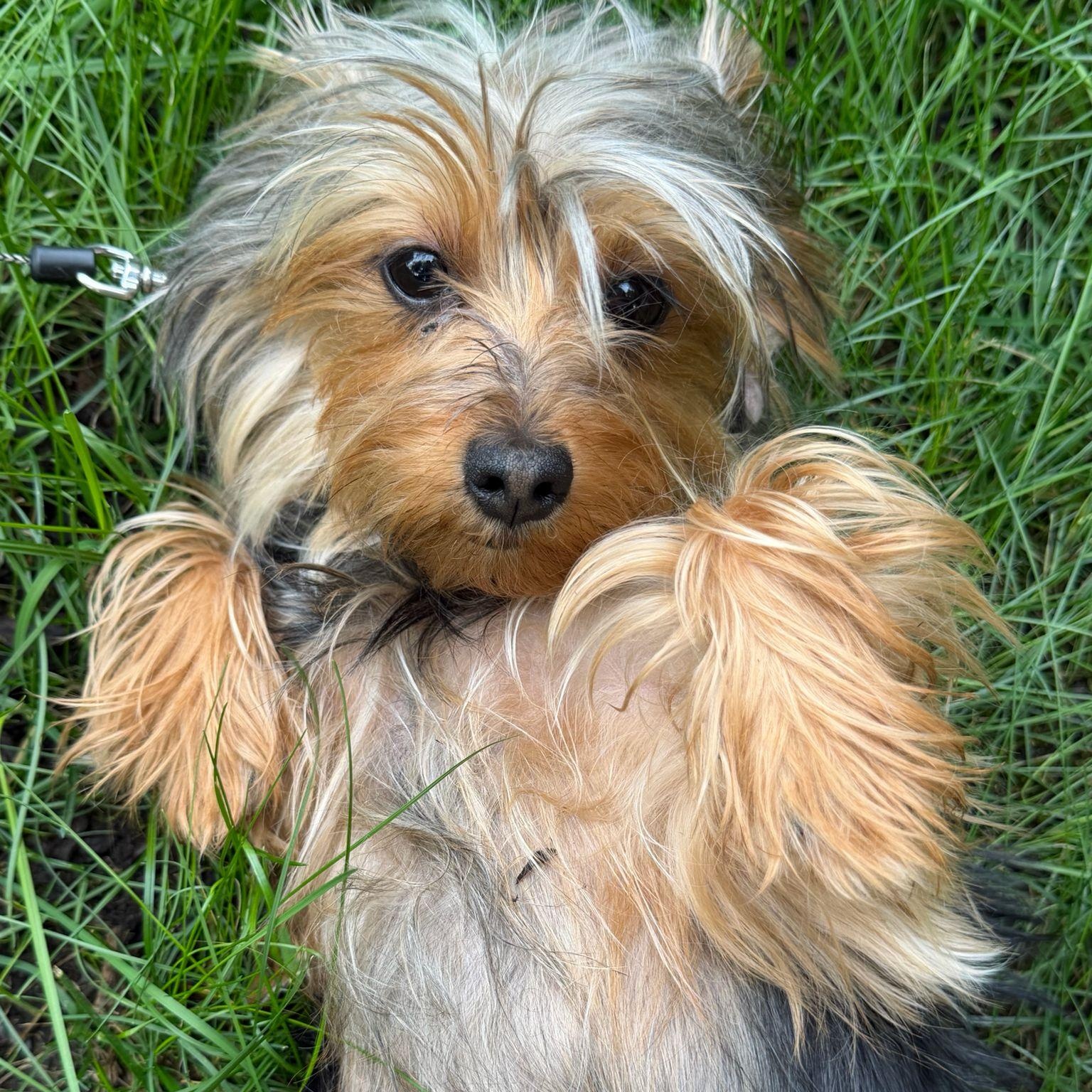 Ms. Bubbly Bee Lili, a ADOPTABLE Yorkshire Terrier in Ridgefield, WA image 5/6