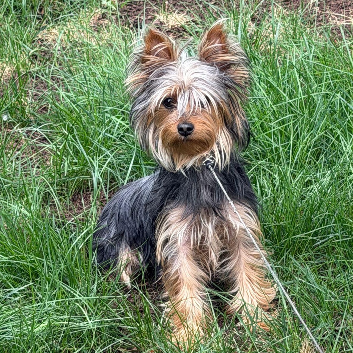 Ms. Bubbly Bee Lili, a ADOPTABLE Yorkshire Terrier in Ridgefield, WA image 6/6