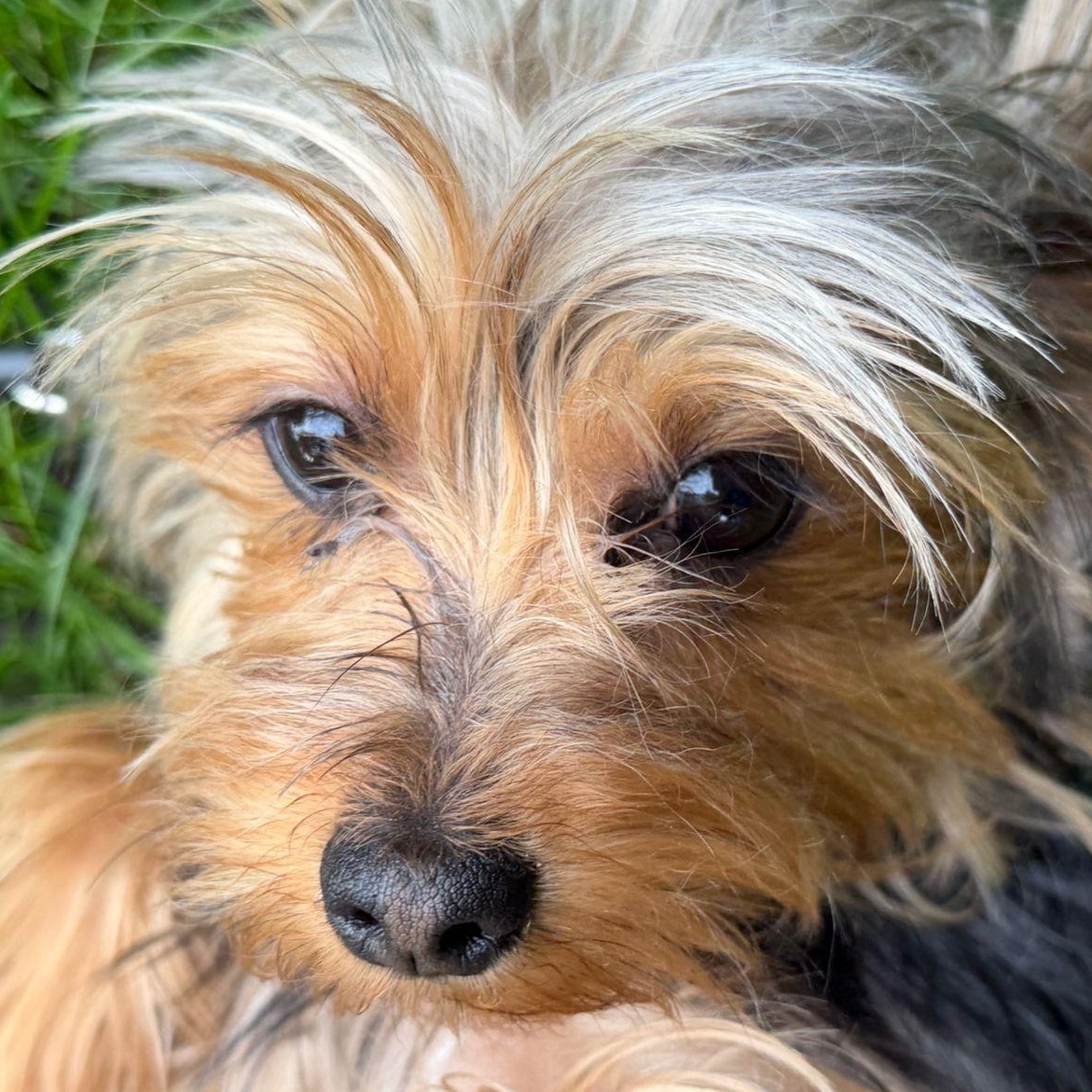 Ms. Bubbly Bee Lili, a ADOPTABLE Yorkshire Terrier in Ridgefield, WA image 2/6
