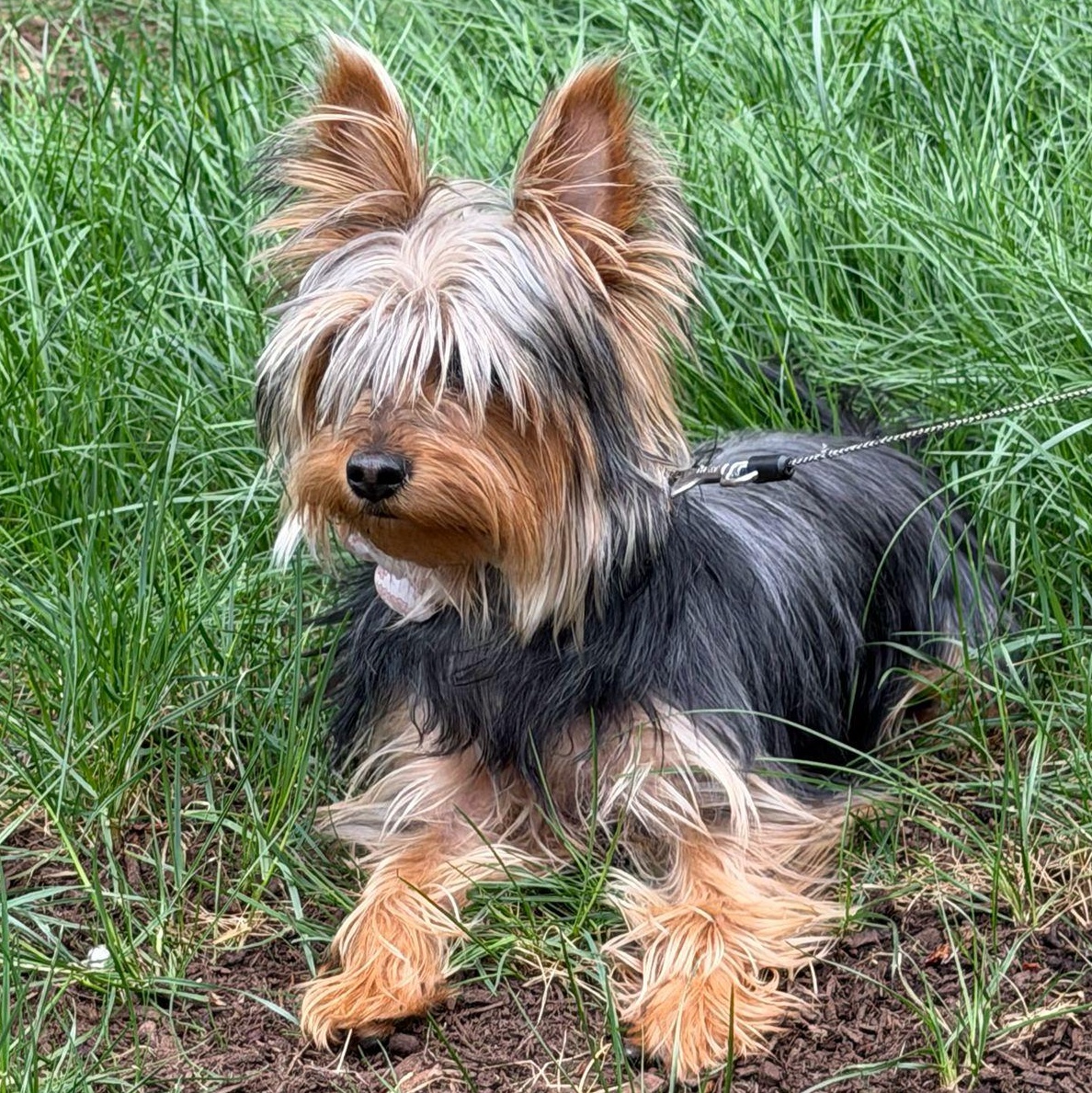 Ms. Bubbly Bee Lili, a ADOPTABLE Yorkshire Terrier in Ridgefield, WA image 4/6
