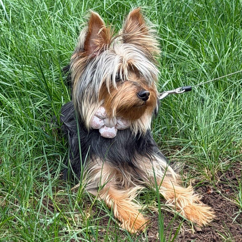 Ms. Bubbly Bee Lili, ADOPTABLE, Young Female Yorkshire Terrier.