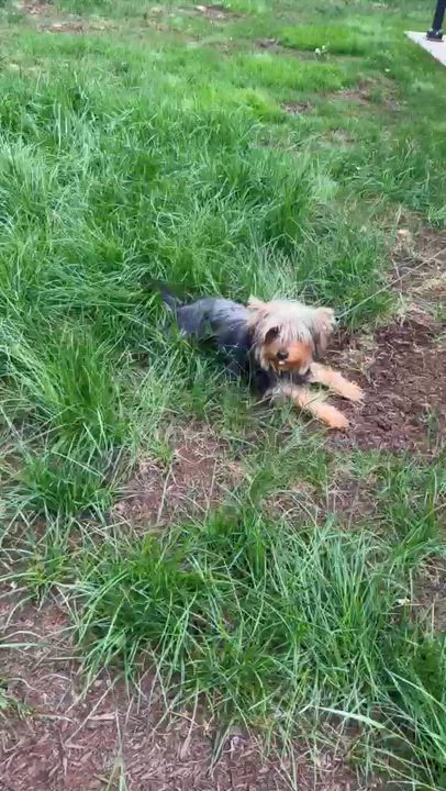 Enlarge Ms. Bubbly Bee Lili, a ADOPTABLE Yorkshire Terrier in Ridgefield, WA video 3/6