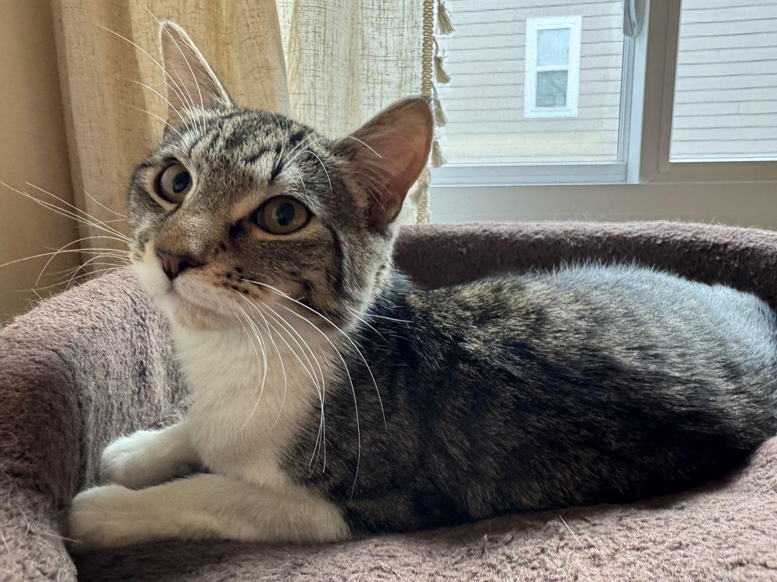 Martha, Adoptable, Young Female Domestic Short Hair.