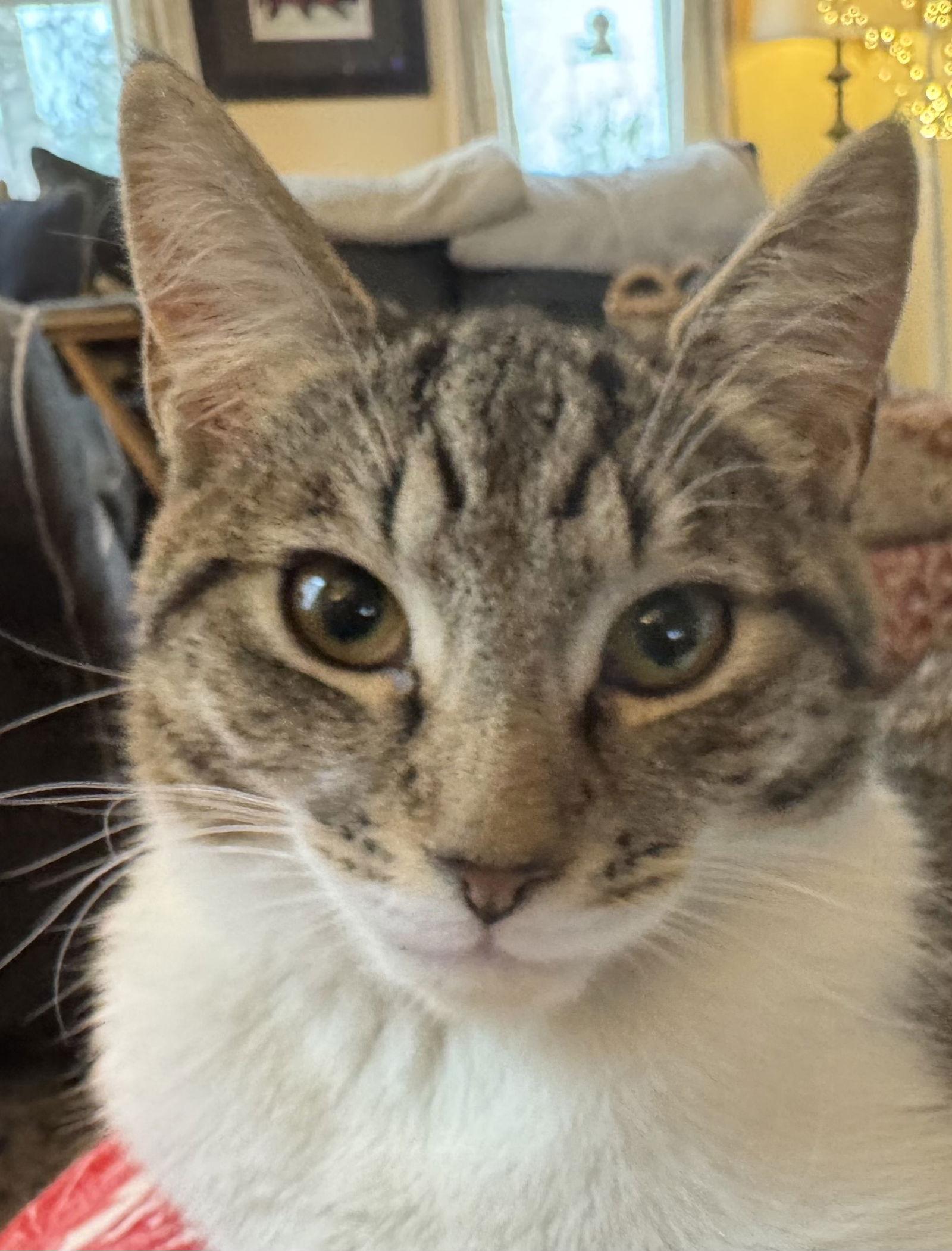 Enlarge Martha, a Adoptable Domestic Short Hair in Reston, VA image 2/3