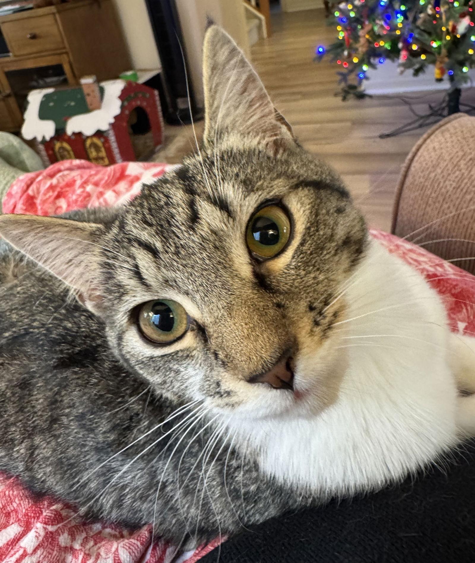 Enlarge Martha, a Adoptable Domestic Short Hair in Reston, VA image 3/3