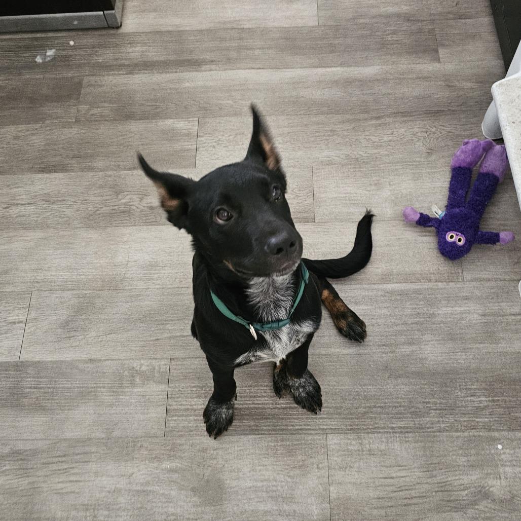 Chimi 26-057, Adoptable, Young Male Cattle Dog & Shepherd.