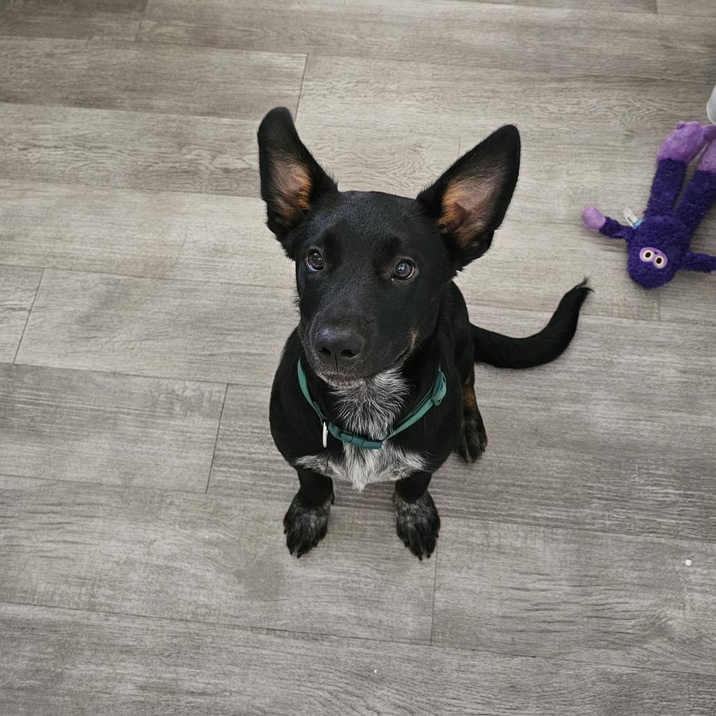 Chimi 26-057, a Adoptable mixed breed in Little Rock, AR image 2/4