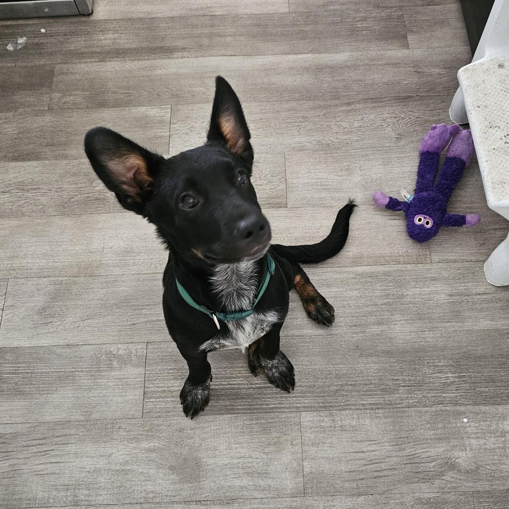 Chimi 26-057, a Adoptable mixed breed in Little Rock, AR image 3/4