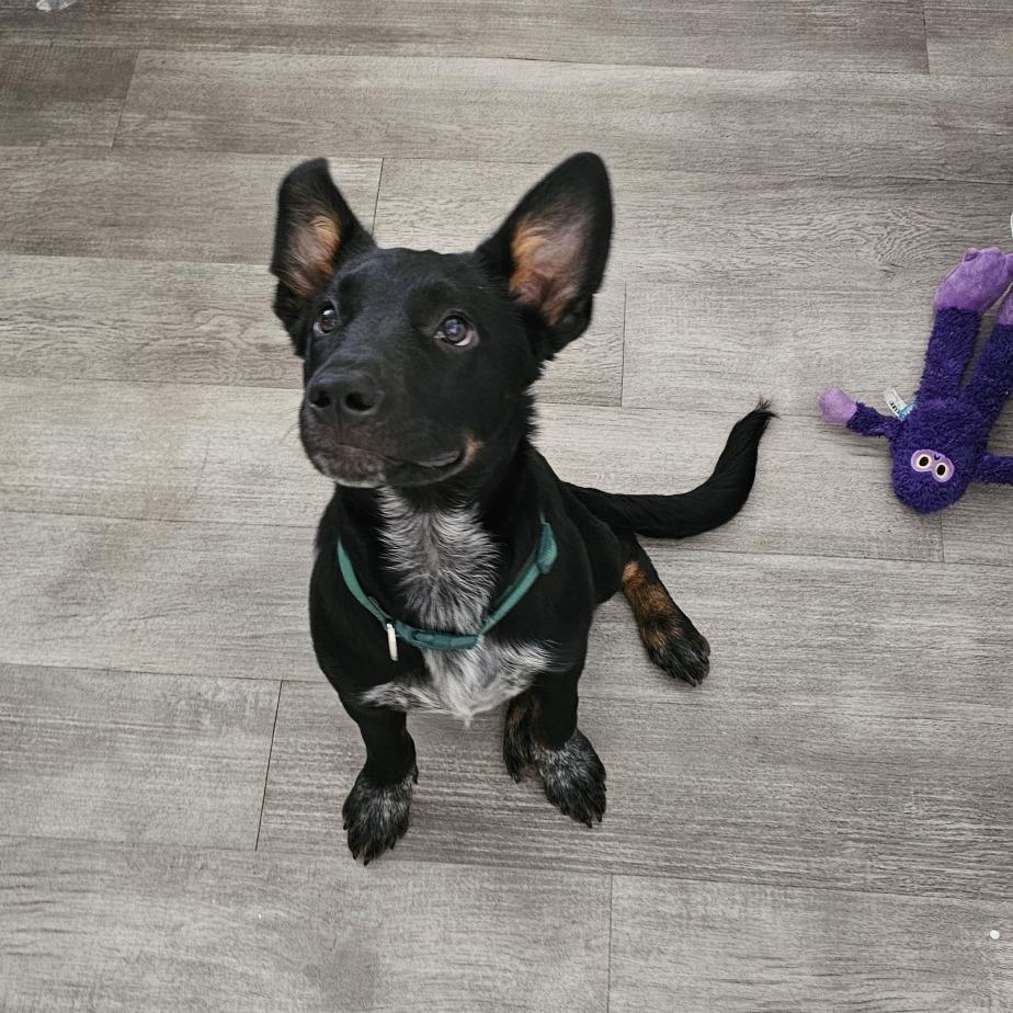 Chimi 26-057, a Adoptable mixed breed in Little Rock, AR image 4/4
