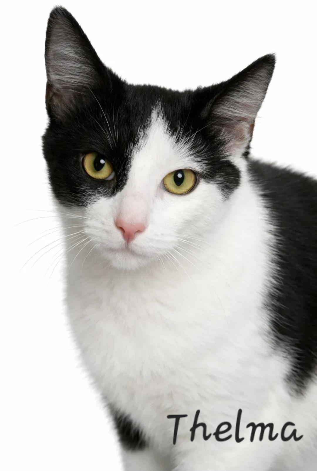 Thelma, a Adoptable mixed breed in Byran, OH image 3/4
