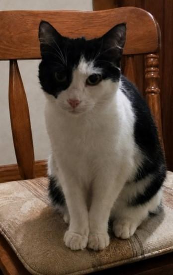 Thelma, a Adoptable mixed breed in Byran, OH image 2/4